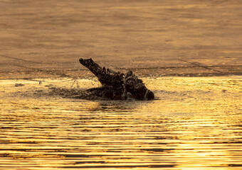 Wall Mural - The bird bathes in the water at sunset.