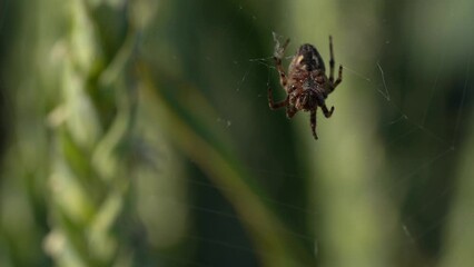 Close Up Shot Of A Spider On A Web Between Strands of Wheat - Macro