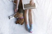Overhead View Of Woman Using Laptop Computer With Beagle On Bed At Home