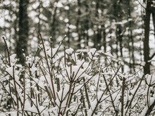 Close-up Of Snow Covered Dead Plants In Forest
