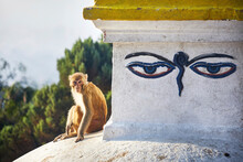 Portrait Of Monkey Sitting On Temple Against Sky