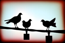 Silhouette Pigeon Couple Feeling Love On Electric Wire