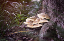 High Angle View Of Mushrooms Growing On Field By Tree