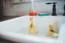Close-up Of Ducklings Swimming In Sink At Home