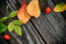 High Angle View Of Berries With Leaves On Wooden Table During Autumn