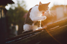 Low Angle View Of Cat Yawning While Sitting On Roof During Sunset