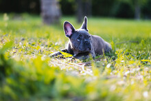 Close-up Of French Bulldog Lying On Grassy Field At Park