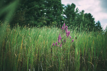 Purple Flowers Growing Amidst Grassy Field Against Trees