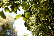 Low Angle View Of Granny Smith Apples Growing On Tree At Orchard