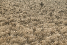 High Angle View Of Reeds Growing On Field