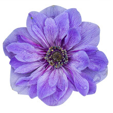 Purple Anemone Flower Isolated On White