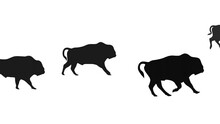 Galloping Bisons, Animation On The White Background (seamless Loop)