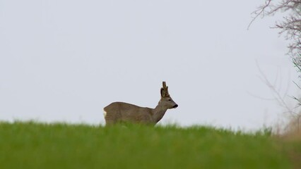 Sticker - young roebuck stands on a green field in spring