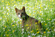 Beautiful feral cat in grass