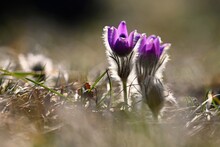 Nice Little Purple Flower In The Spring. Beautiful Nature Background For Spring Time On The Meadow. Pasqueflower Flower (Pulsatilla Grandis)