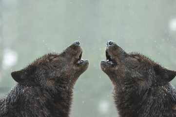 Wall Mural - two canadian wolves howl in bad weather in winter