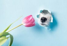 The Curious Nose Of A White Dog Peeks Through A Hole In Blue Paper And Sniffs A Beautiful Flower