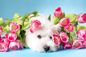 Wall Mural - Cute white dog West Highland White Terrier is resting with flowers on a bright background.