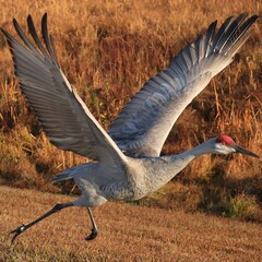 Sticker - Sandhill Crane Taking off at Sweetwater Wetlands Park Gainesville FL