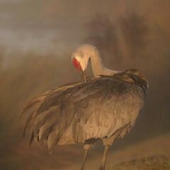 Sticker - Sandhill Crane Morning Light Golden Blue Hour Sweetwater Wetlands Park Gainesville