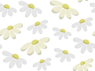 Wall Mural - Seamless daisy pattern. Vector background with white wild chamomile. Medical herbs