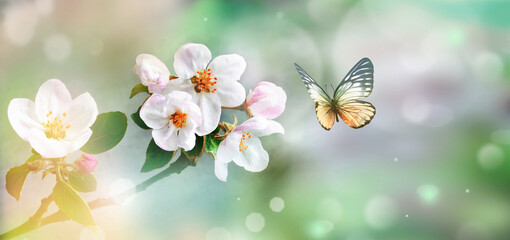 Wall Mural - flowering branches and petals on a blurred background and butterfly.