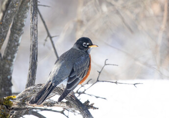 Wall Mural - American robin perched on branch in near the Ottawa river in Canada