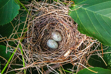 Two Cardinal Eggs In A Nest