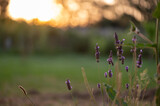 Fototapeta Dmuchawce - Brins et fleurs de lavande, lever de soleil en arrière-plan 