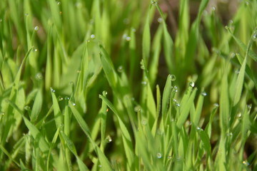 green grass background