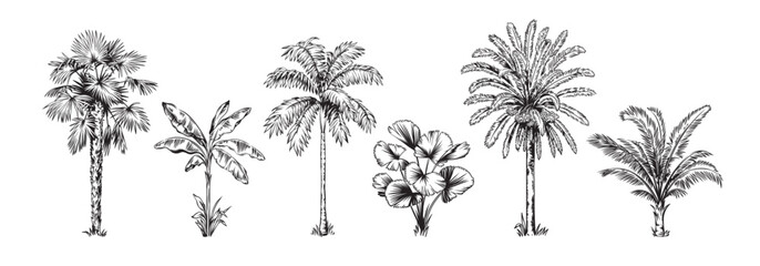 Wall Mural - Hand drawn black and white tropical palms. Vector illustration set. Hawaiian plants in realistic style. Foliage design. Botanical elements isolated on a white background.