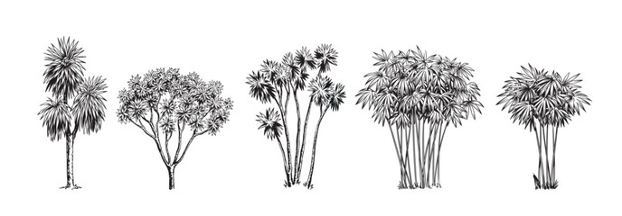 Hand drawn black and white tropical trees. Vector illustration set with exotic plants. Foliage design. Botanical element isolated on a white background.