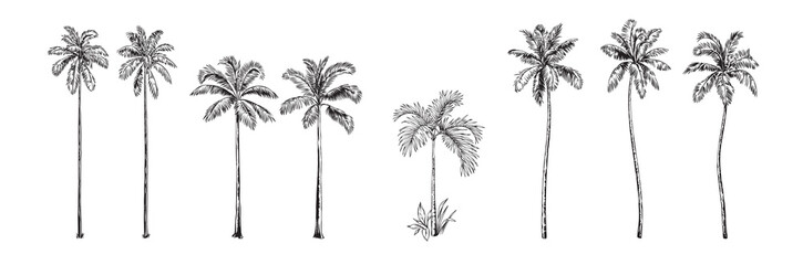 hand drawn black and white tropical palms. vector illustration set. hawaiian plants in realistic sty
