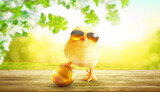 Fototapeta  - Funny cute baby chick with sunglasses and egg.