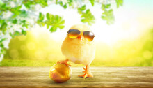 Funny Cute Baby Chick With Sunglasses And Egg.