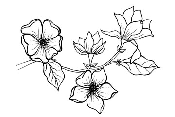 Wall Mural - Magnolia flower drawing illustration. Black and white with line art.