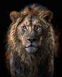 Generated photorealistic portrait of a young lion with a thick mane against a black background