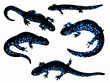 Blue spotted salamanders set illustration isolated on white