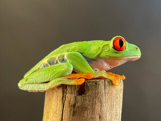 Wall Mural - A tree frog is any species of frog that spends a major portion of its lifespan in trees