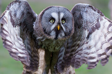 Wall Mural - Great Grey Owl or Lapland Owl (Strix nebulosa) flying on the bank of a lake in Gelderland in the Netherlands  