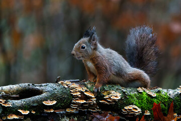 Wall Mural - Eurasian red squirrel (Sciurus vulgaris) searching for food in the autumn in the forest in the South of the Netherlands.   