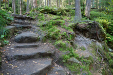 Beautiful Wildlife, Forest, Green Moss And Stone Steps Leading Up Mountain