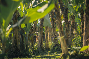 banana plantation the agriculture in tropical climate