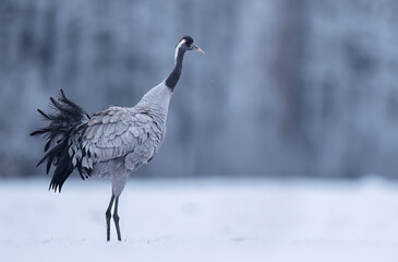 Wall Mural - Common crane bird ( Grus grus )