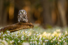 The Boreal Owl (Aegolius Funereus) The Small Owl Comes Alive In The Spruce And Fir Forests. Spring Snowflake (Leucojum Vernum) Is A Flowering Plant In The Spring Forest. Beautiful Carpet.