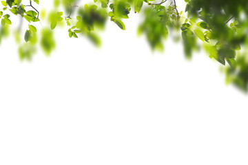Natural green leaves frame background png form 