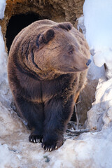 Wall Mural - brown bear in the forest in germany