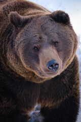 Sticker - brown bear in the forest in germany