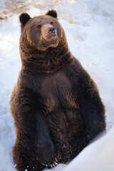 Sticker - brown bear in the forest in germany