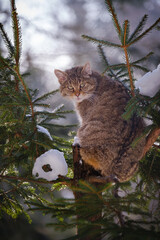 Sticker - female wild cat in the forest